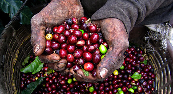 man_holding_coffee_beans