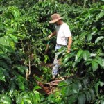 coffee_plantation